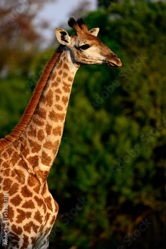 portrait of a giraffe © Bruce