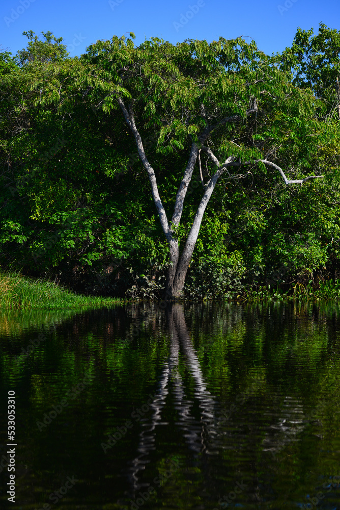 A tropical tree in the rainforest on the Guaporé - Itenez river near the remote village of Remanso, Beni Department, Bolivia, on the border with Rondonia state, Brazil 