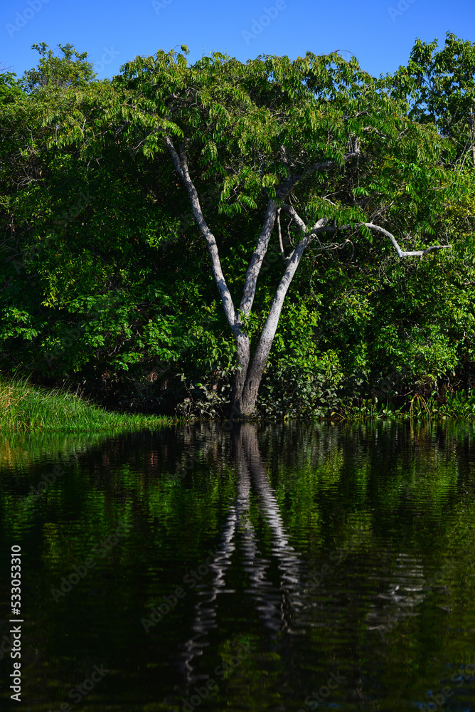 A tropical tree in the rainforest on the Guaporé - Itenez river near the remote village of Remanso, Beni Department, Bolivia, on the border with Rondonia state, Brazil A tropical tree in the rainforest on the Guaporé - Itenez river near the remote village of Remanso, Beni Department, Bolivia, on the border with Rondonia state, Brazil