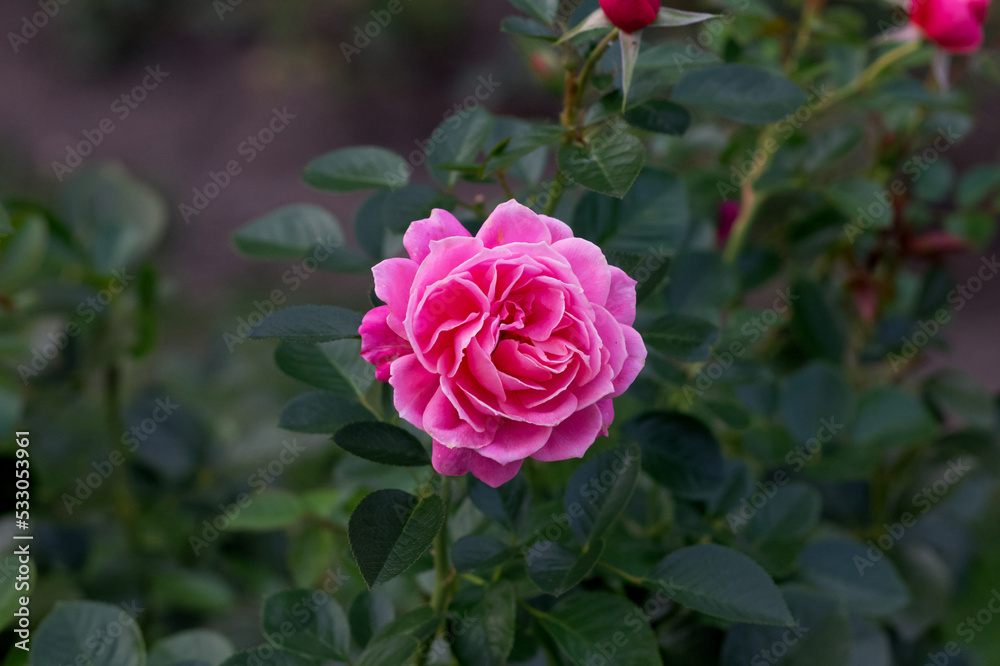 Beautiful rose flower Beautiful rose flower