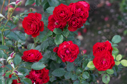 Beautiful rose flower "rosa grand palace" close-up