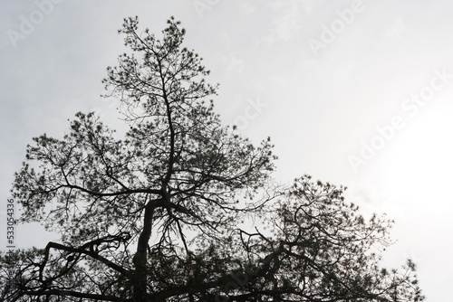pine tree silhouette on a cloudy gray sky with some solar flare
