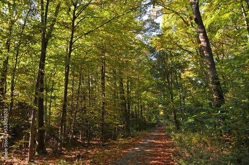 Herbstwald Mischwald