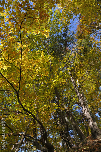 Herbstwald Mischwald