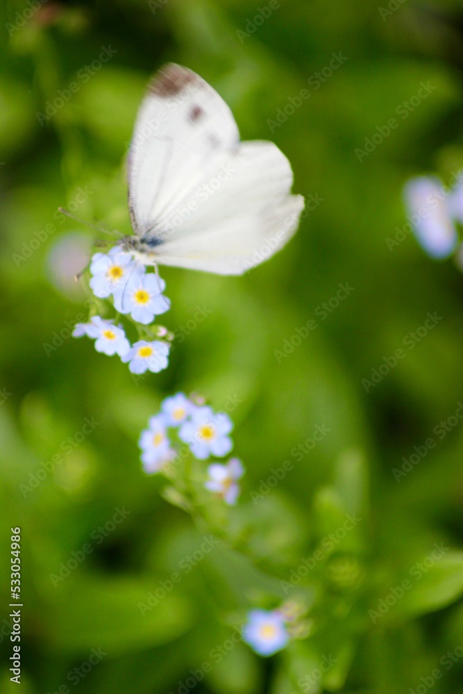 Butterfly in macro Butterfly in macro