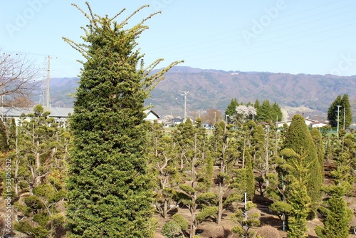 Japanese tree farm