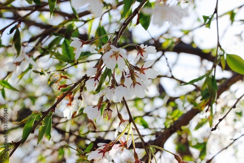 Sakura tree in spring