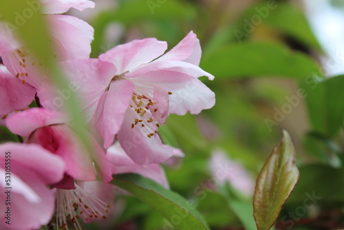 Pink macro florals