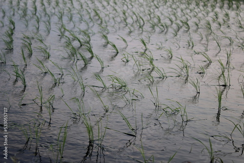 Japanese rice fields in spring