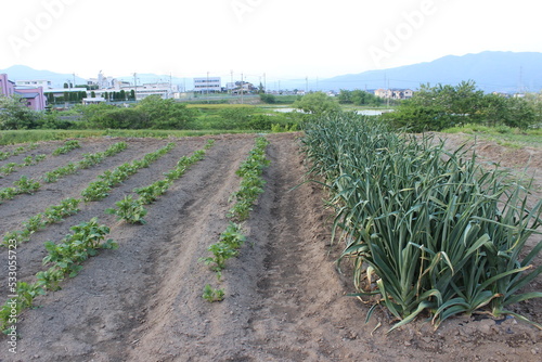 Japanese rice fields in spring