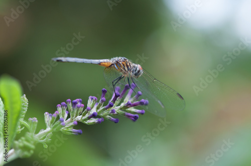 close up of a dragonfly on a purple flower - side view