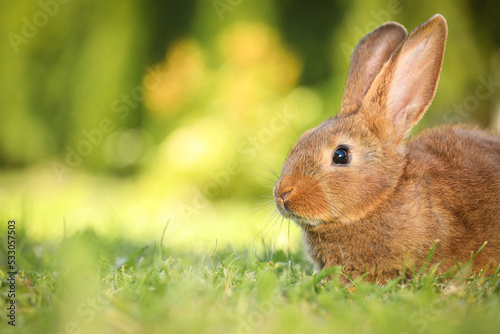 Cute fluffy rabbit on green grass outdoors. Space for text