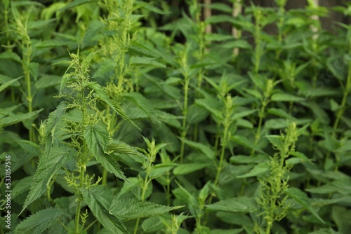 Beautiful green stinging nettle plants growing outdoors