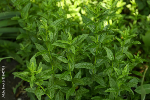 Beautiful mint with lush green leaves growing outdoors © New Africa