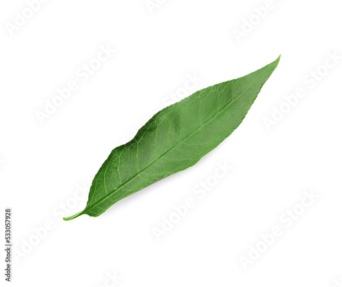 Green peach tree leaf isolated on white