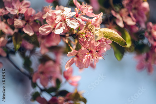 Pink cherry blossoms in the Spring