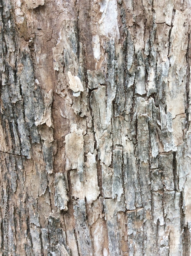 Old Wood texture,Bark texture for the background or text. Old Wood texture,Bark texture for the background or text.