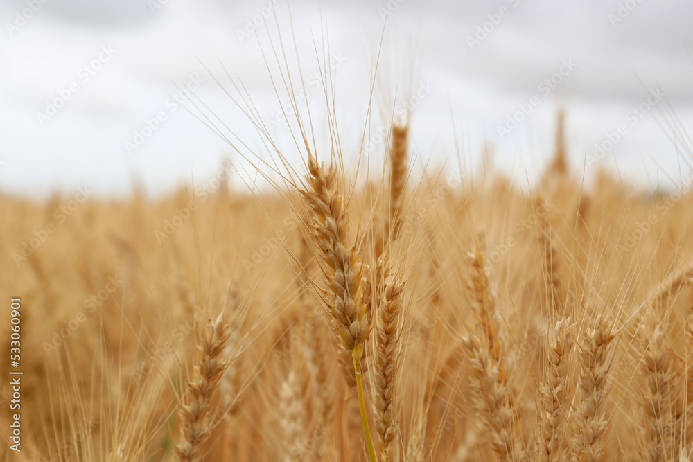 Beautiful ripe wheat spikes in agricultural field