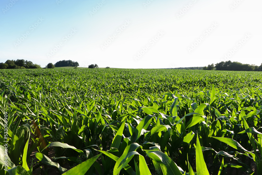 Beautiful agricultural field with green corn plants on sunny day Beautiful agricultural field with green corn plants on sunny day