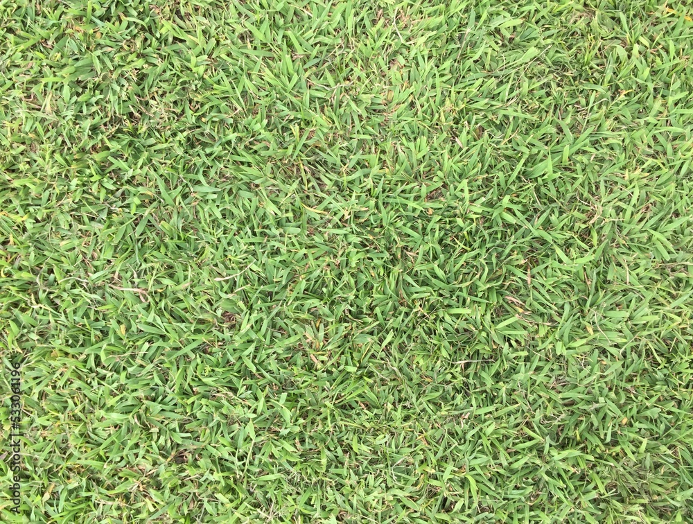 Green grass as a background Green grass as a background