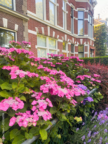 Hortensia plant with beautiful flowers growing near building