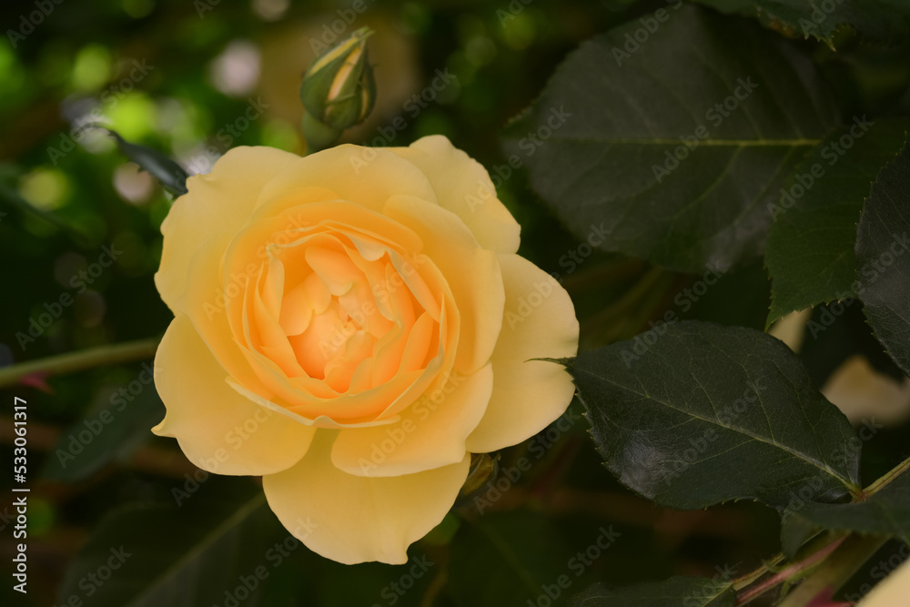 Beautiful yellow rose flower blooming outdoors, closeup Beautiful yellow rose flower blooming outdoors, closeup