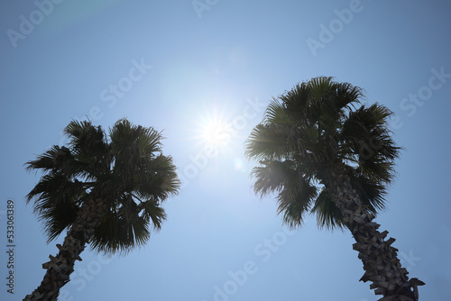 Beautiful palm trees with green leaves against blue sky, low angle view © New Africa