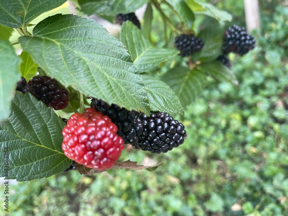 blackberries in the garden blackberries in the garden