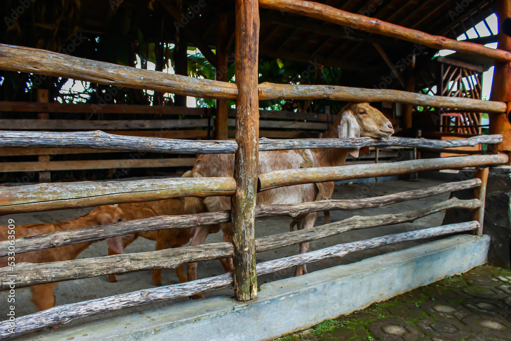 Goats in the Barn at an Eco Farm Located in the Countryside