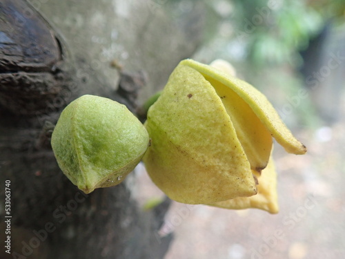 Soursop flower (also called graviola, guyabano, and in Hispanic America, guanábana) is the fruit of Annona muricata, a broadleaf, flowering, evergreen tree. photo