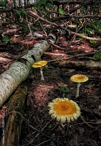 stump in the forest