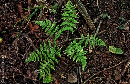fern in the forest