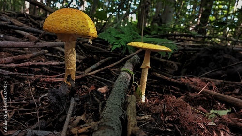 mushrooms in the forest