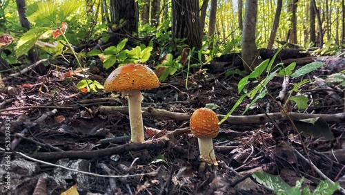 mushroom in the forest