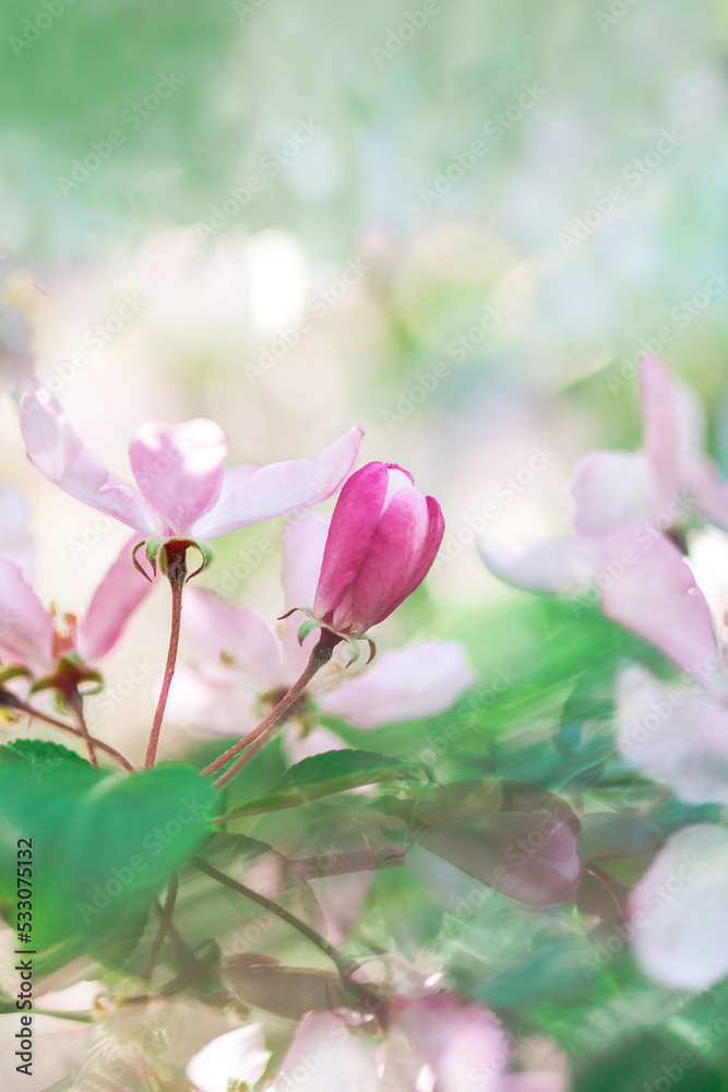 Blossom pink apple tree flowers in springtime on blurred background. Blossom pink apple tree flowers in springtime on blurred background.