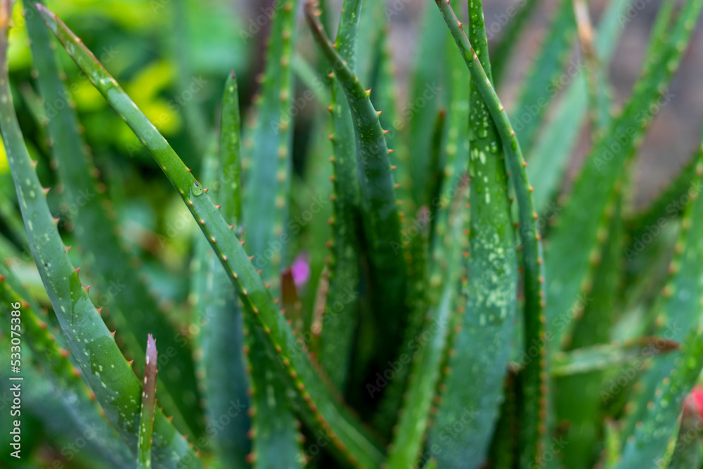 Aloe vera narrow leaf plant closeup with selective focus and blur background