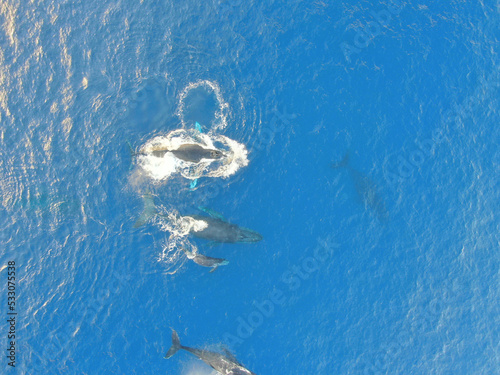 Whale Family swimming off the North Shore of the Hawaiian Island of Oahu 2