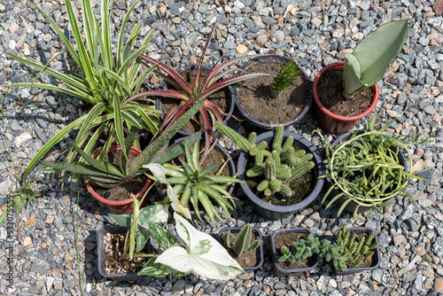 Mix succulents and cactus plants high angle view photo