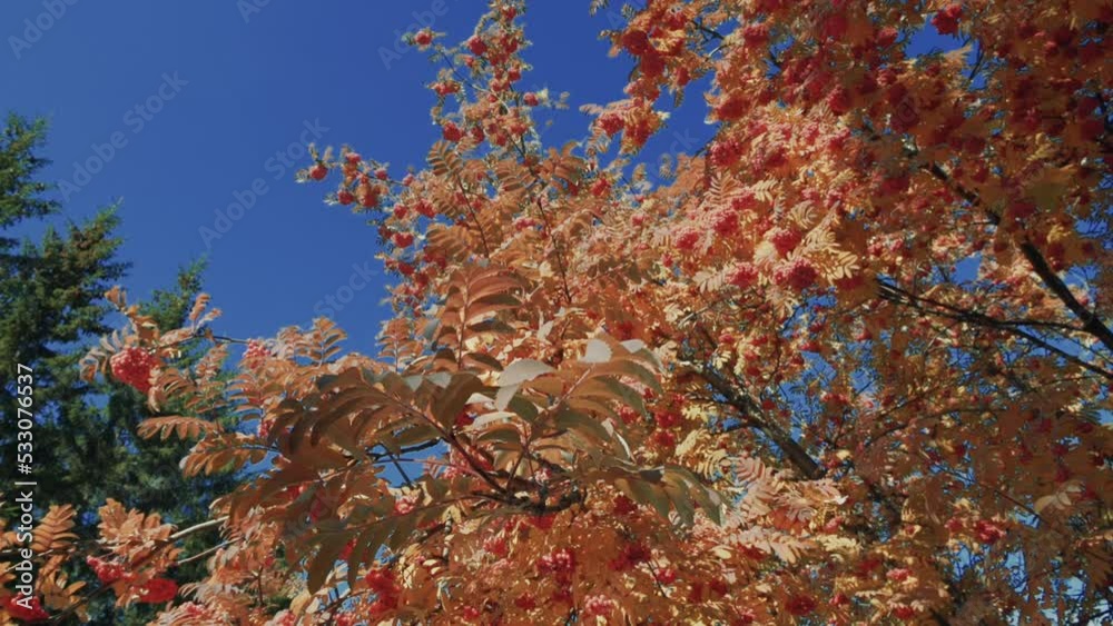 This stock video shows an autumn landscape. Bright red clusters of mountain ash, blue sky, white clouds, yellow leaves on trees, warm sun rays. This stock video shows an autumn landscape. Bright red clusters of mountain ash, blue sky, white clouds, yellow leaves on trees, warm sun rays.