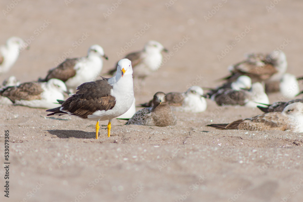 seagulls resting on the beach seagulls resting on the beach