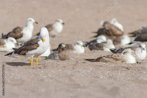 seagulls resting on the beach