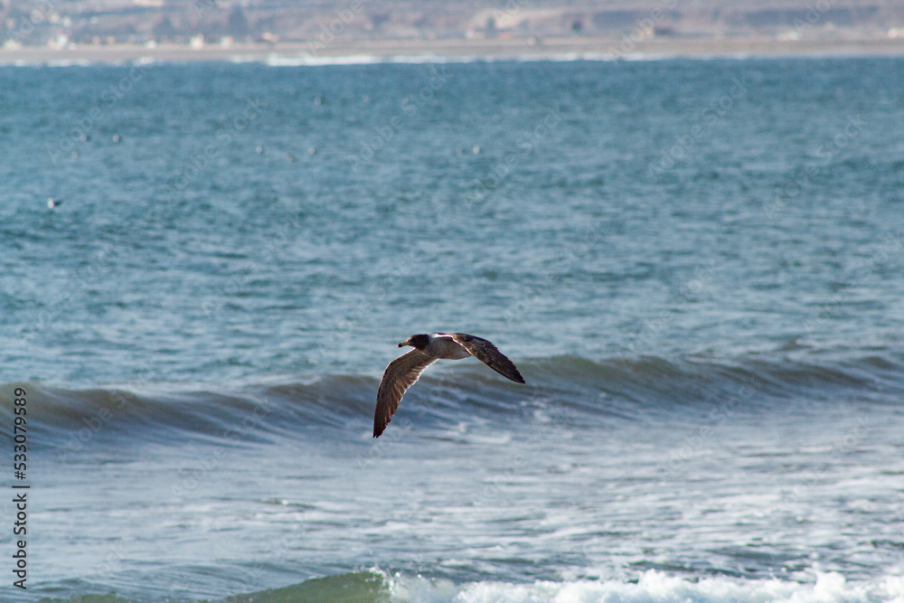 Fototapeta premium seagull in low flight over the sea