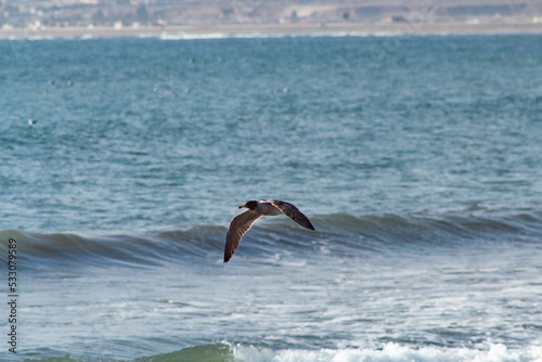 seagull in low flight over the sea