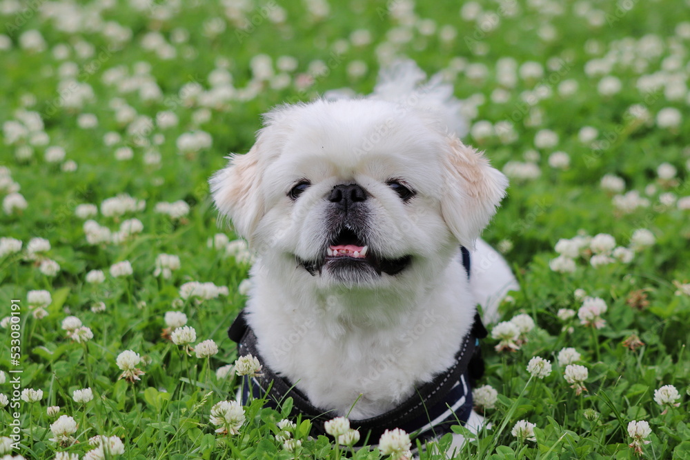 公園で伏せる白いペキニーズ