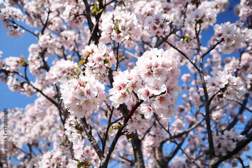 桜と青空