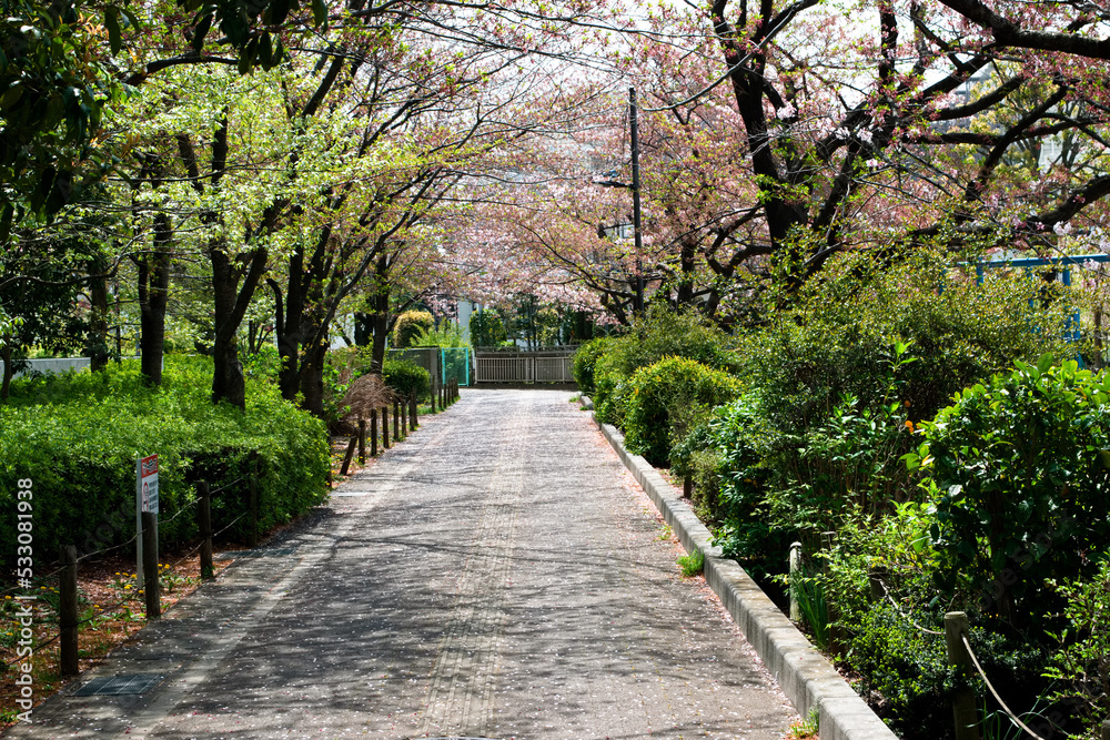 桜の舞い散る春の終わりの散歩道