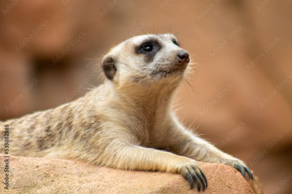 Meerkat Meerkat