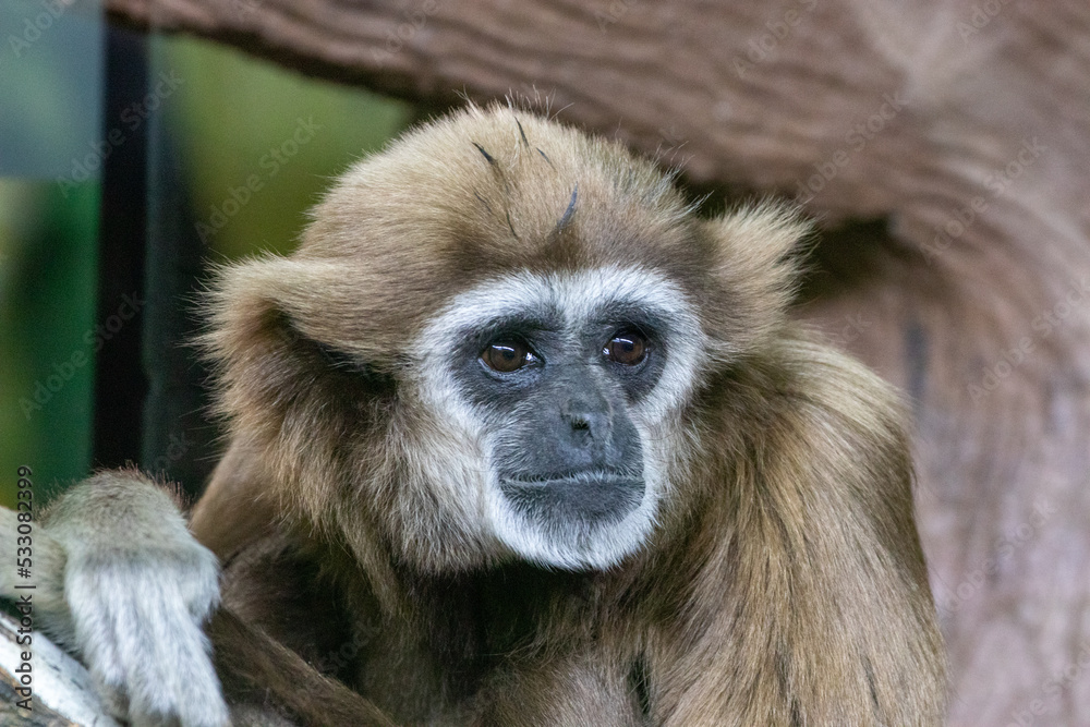 Gibbon Gibbon