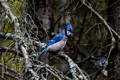 Blue jay in the forest