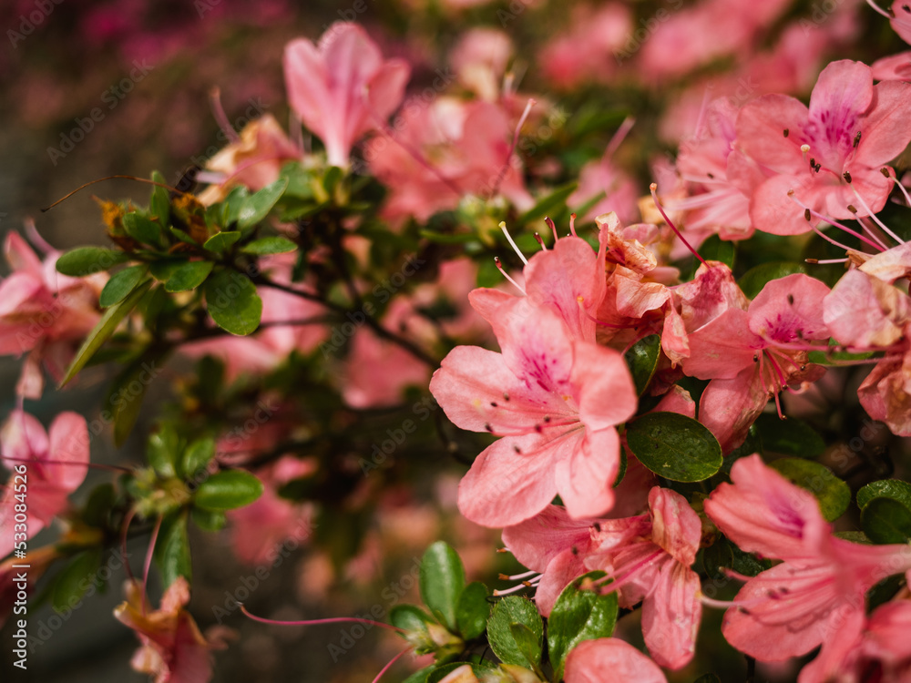 pink flowers in the garden pink flowers in the garden